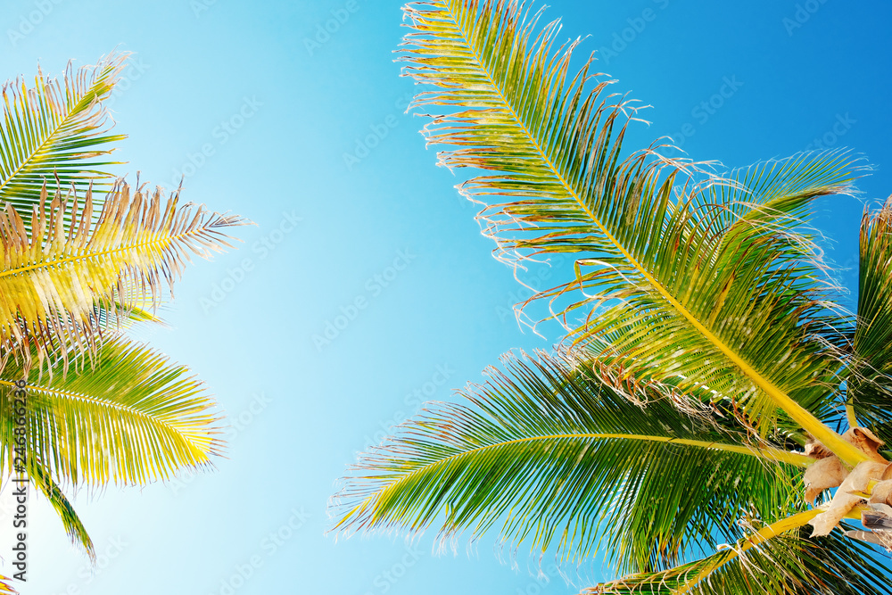 Palm tree leaves looking up at sky for tropical vacation concept.