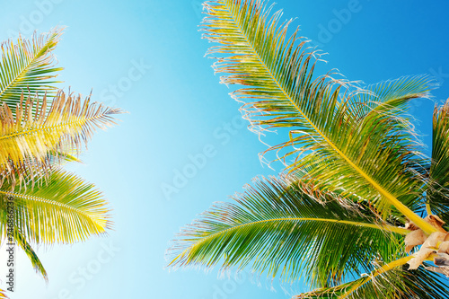 Palm tree leaves looking up at sky for tropical vacation concept.
