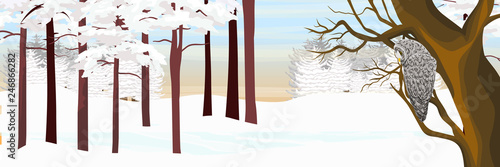 A gray owl sits on a tree in a winter pine forest. Owl. Wild animals and birds of Eurasia and Scandinavia. Strix aluco. Realistic Vector Landscape