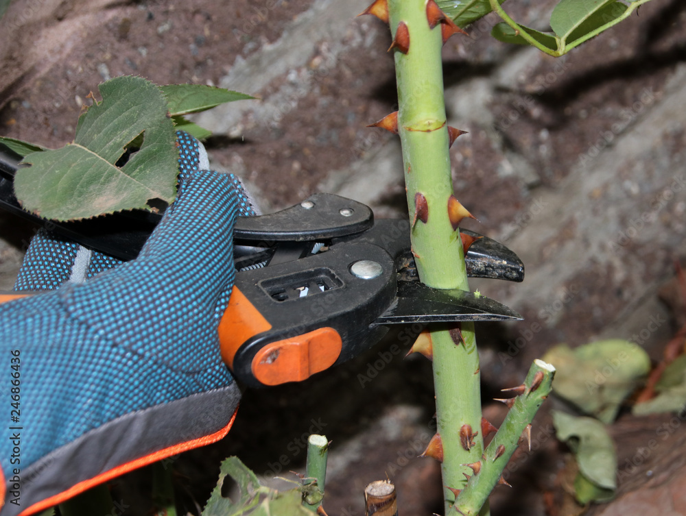 Gardener's hand pruning of a cultivar rose (Rosa sp.) with garden secateurs in the autumn rosary Gardener's hand pruning of a cultivar rose (Rosa sp.) with garden secateurs in the autumn rosary