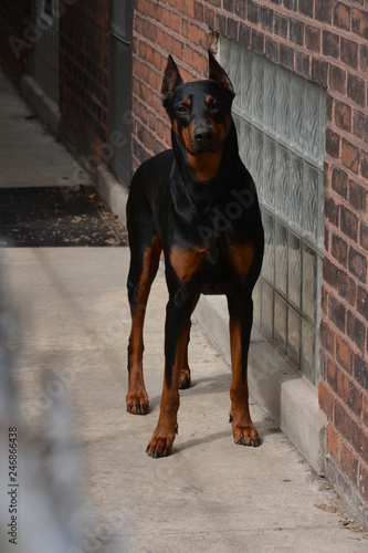 doberman dog in front of black background