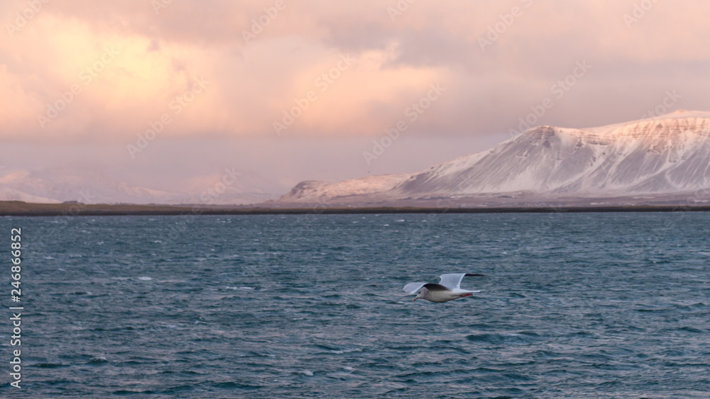 Landscape seen from the city of Reykjavik. Capital of Iceland. Photographed in October. The mountains in the background are snow-covered. Cloudy weather. There's a seagull flying.