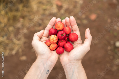 Handful of a South American cherry called "Acerola" also known as Barbados Cherry