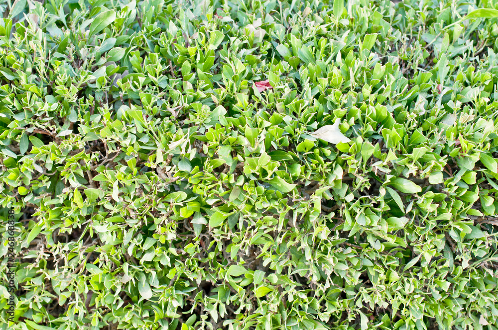 green lawn or field with various kind of green plant or grass view from top green lawn or field with various kind of green plant or grass view from top