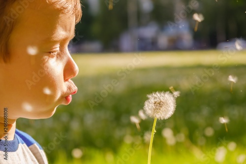 dandelion nature child litt...