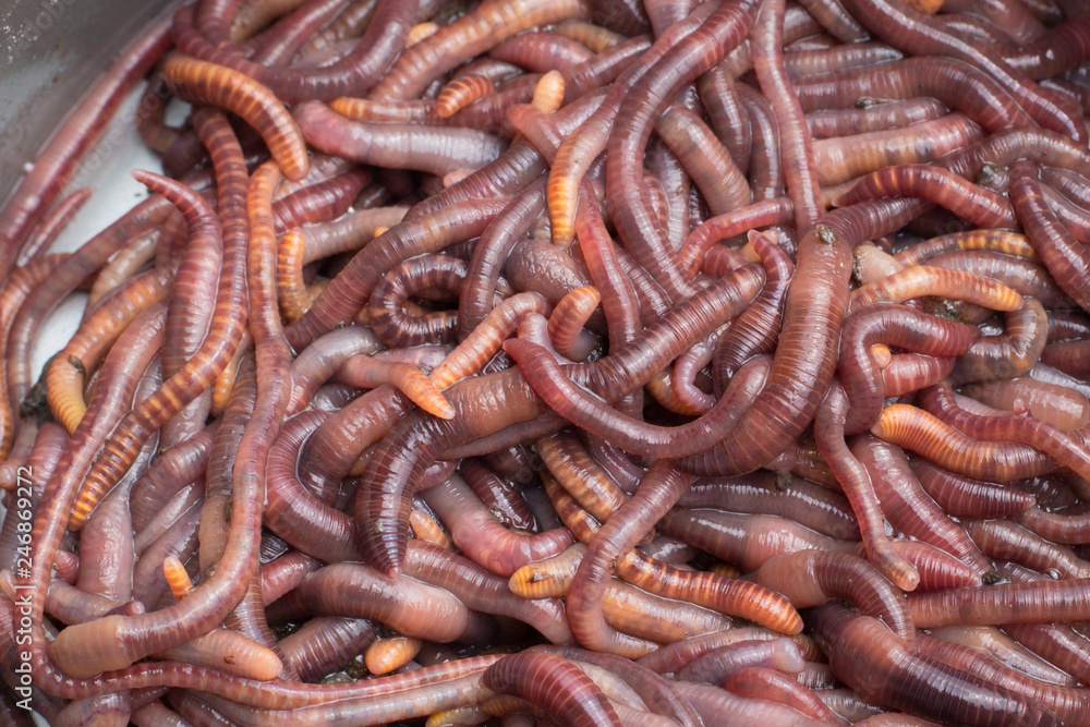 Red worms in a can Red worms in a can