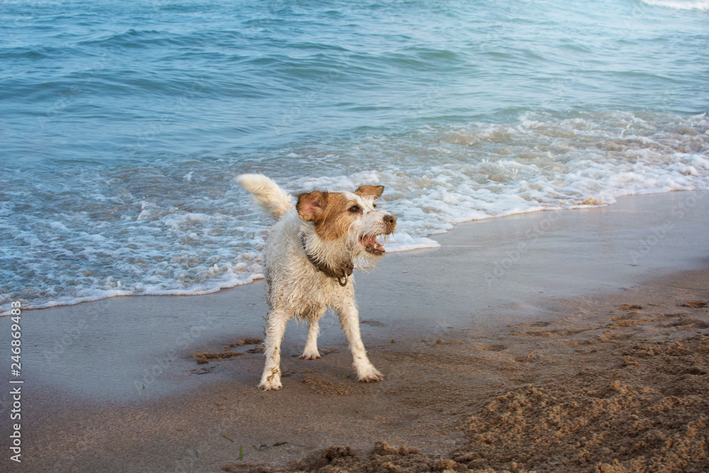 DOG HAVING FUN ON BEACH ON SUMMER. JACK RUSSELL COVERED WITH SAND AND PLAYING ON VACATIONS.