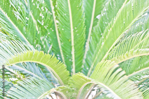 nature and background concept - close-up of palm tree leaves