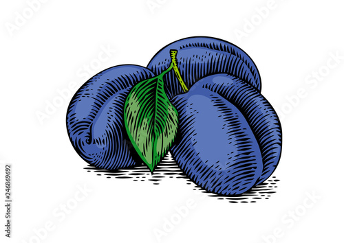 Drawing of plums