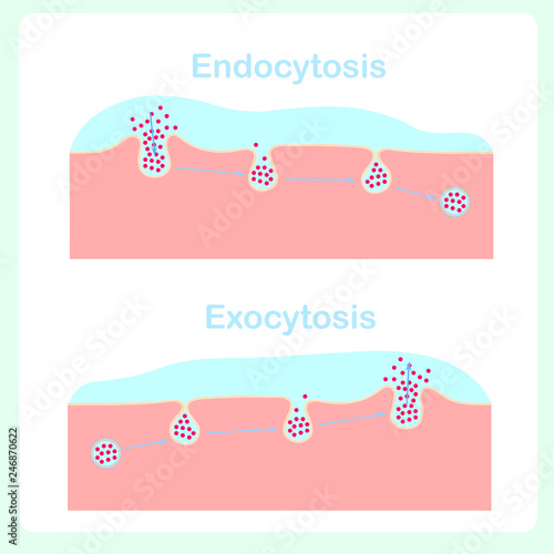 Endocytosis, exocytosis diagrams. Cell transports proteins into,, from cell, scheme. Design element stock vector biological process illustration for education, healthy and medical industry, biologia l