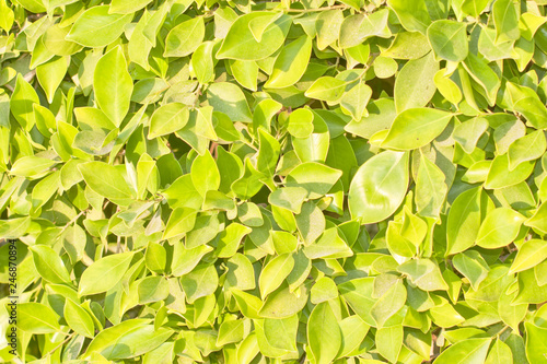 green lawn or field with various kind of green plant or grass view from top