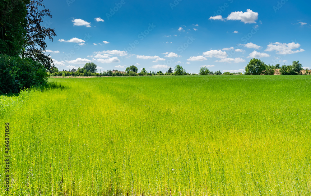 Obraz premium Nature and landscape concept: Beautiful picturesque greenery flax fields with blue sky and white clouds.