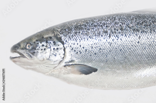 Salmon fish isolated on white without shadow