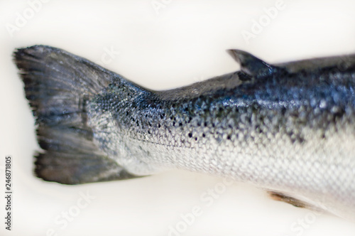 Salmon fish isolated on white without shadow