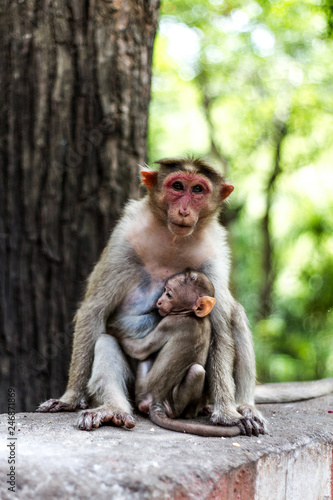 Affe mit Baby © Lukas Rapp