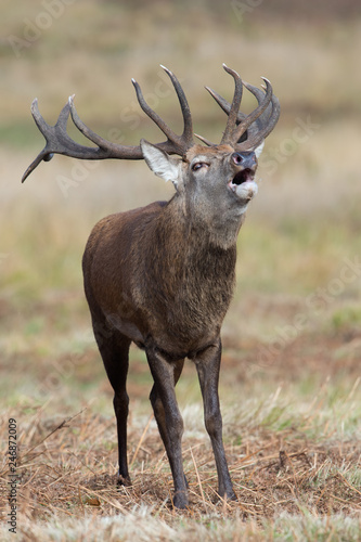 Red Deer Stag Bolving  Cervus elaphus  Red Deer Stag bellowing for his hinds