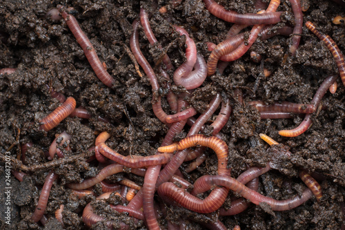 фотографія Red worms in a can