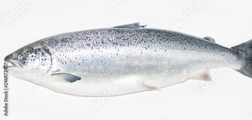 Salmon fish isolated on white without shadow photo