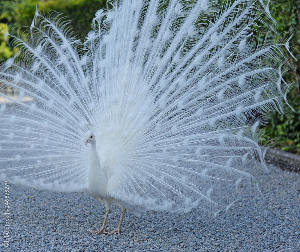 male white peacock  (pavo cristatus mutant) showing his beautiful feathers in full display, selective focus
