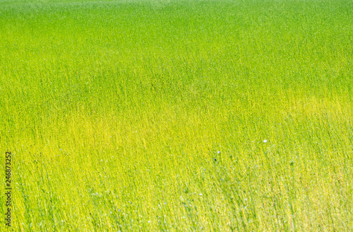 Background texture concept: natural background with a picturesque greenery flax field.