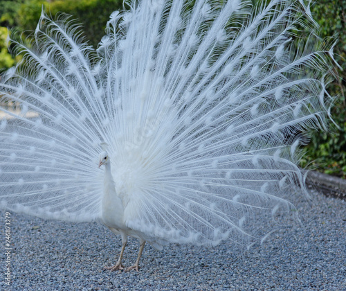 male white peacock (pavo cristatus mutant) showing his beautiful feathers in full display, selective focus Stock Photo | Adobe Stock male white peacock (pavo cristatus mutant) showing his beautiful feathers in full display, selective focus Stock Photo | Adobe Stock