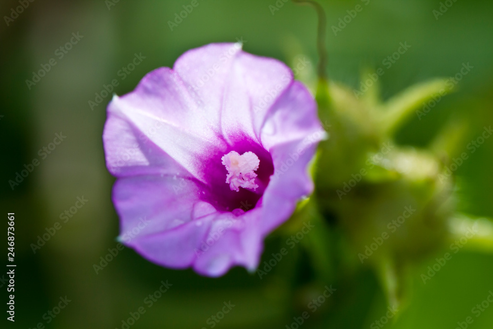 Morning Glory with water Droplet Morning Glory with water Droplet