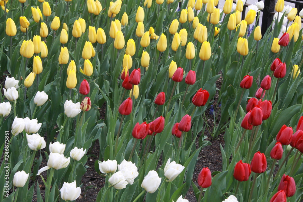 Tulipanes blancos, rojos y amarillos. foto de Stock | Adobe Stock