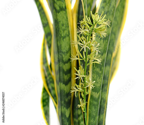 Blooming sansevieria trifasciata or 'mother-in-law's tongue' dracaenaceae family) on white, selective focus photo