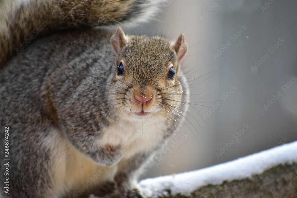 Obraz premium squirrel eating nut