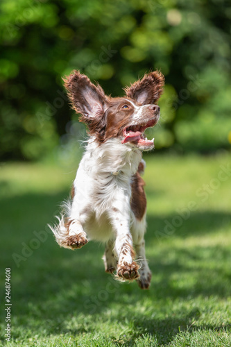 Young springer spaniel jumping for joy with flying ears.