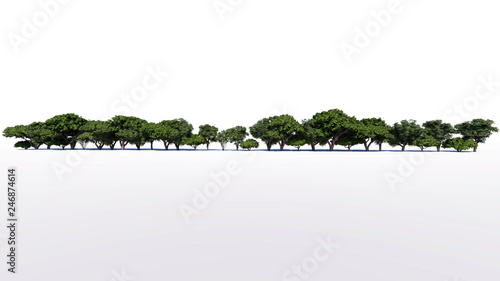 3d rendering of a group of tree raw for architectrural background use isolated on white
