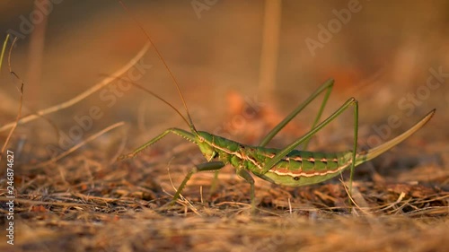 European predatory bush cricket (Saga pedo) photo