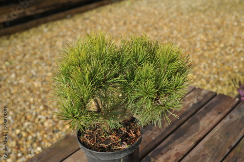 Pinus mugo pumilio photo