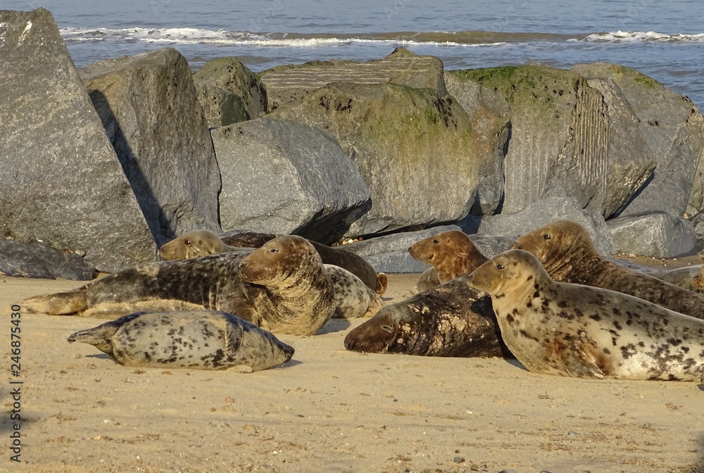 Obraz premium Horsey grey seals
