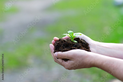 Hands holding and caring a green young plant