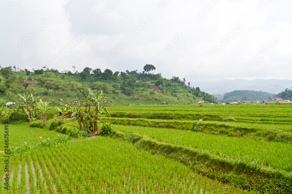 Paddy Field by the Hill Side