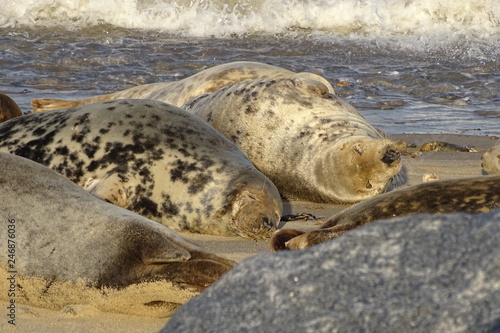 Horsey grey seals © Christopher Keeley