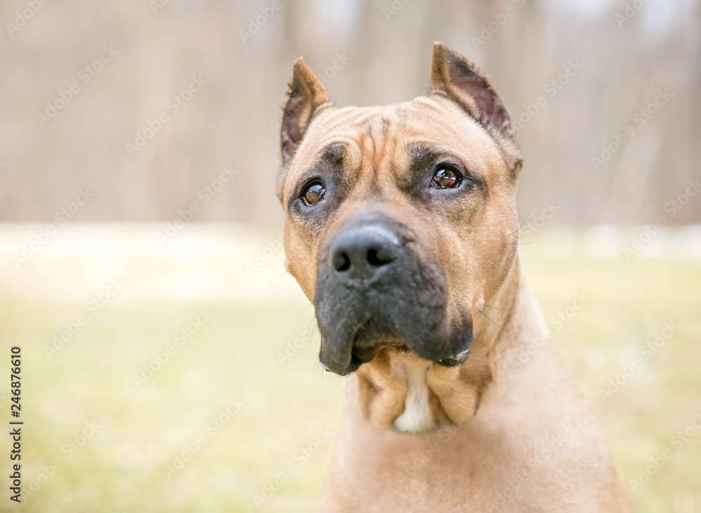 A Presa Canario dog with cropped ears Stock Photo | Adobe Stock