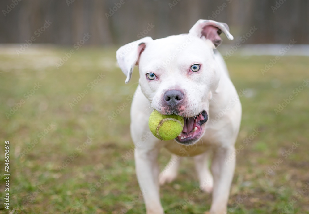 A white Pit Bull mixed breed dog holding a tennis ball in its mouth