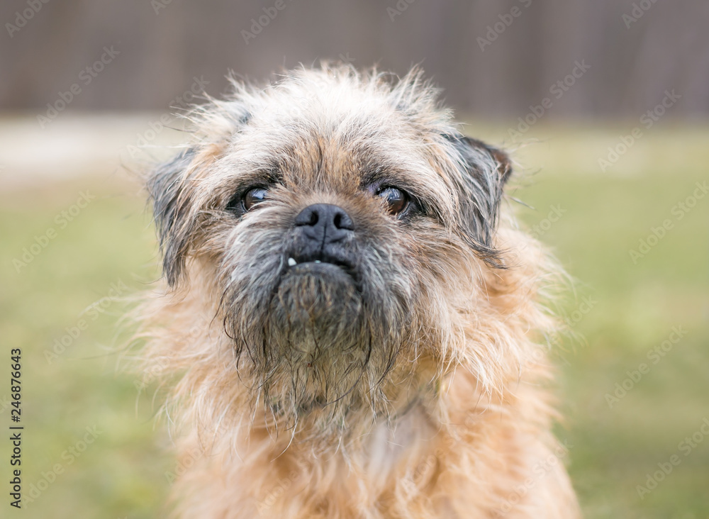 Grumpy griffon dog hotsell