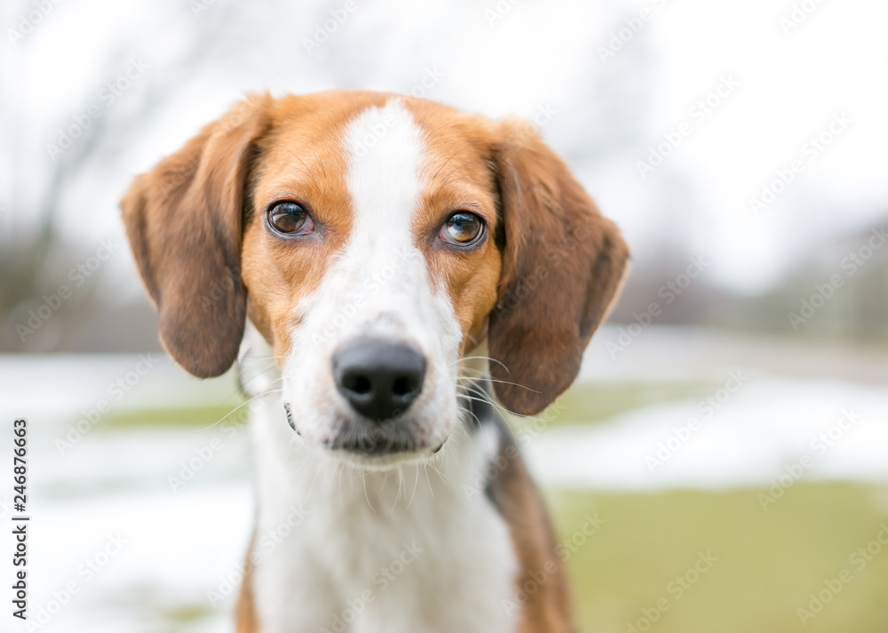 A Hound mixed breed dog with sectoral heterochromia in its eyes