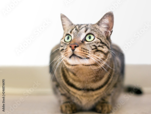 A brown tabby domestic shorthair cat crouching in a tense position