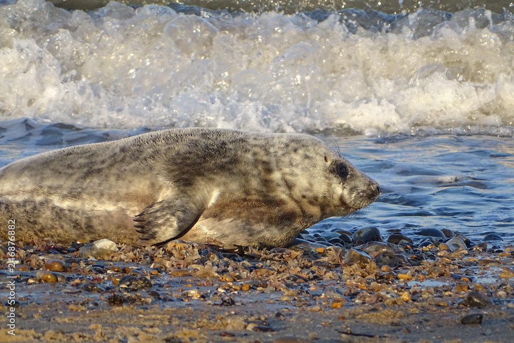 Fototapeta premium Horsey grey seals