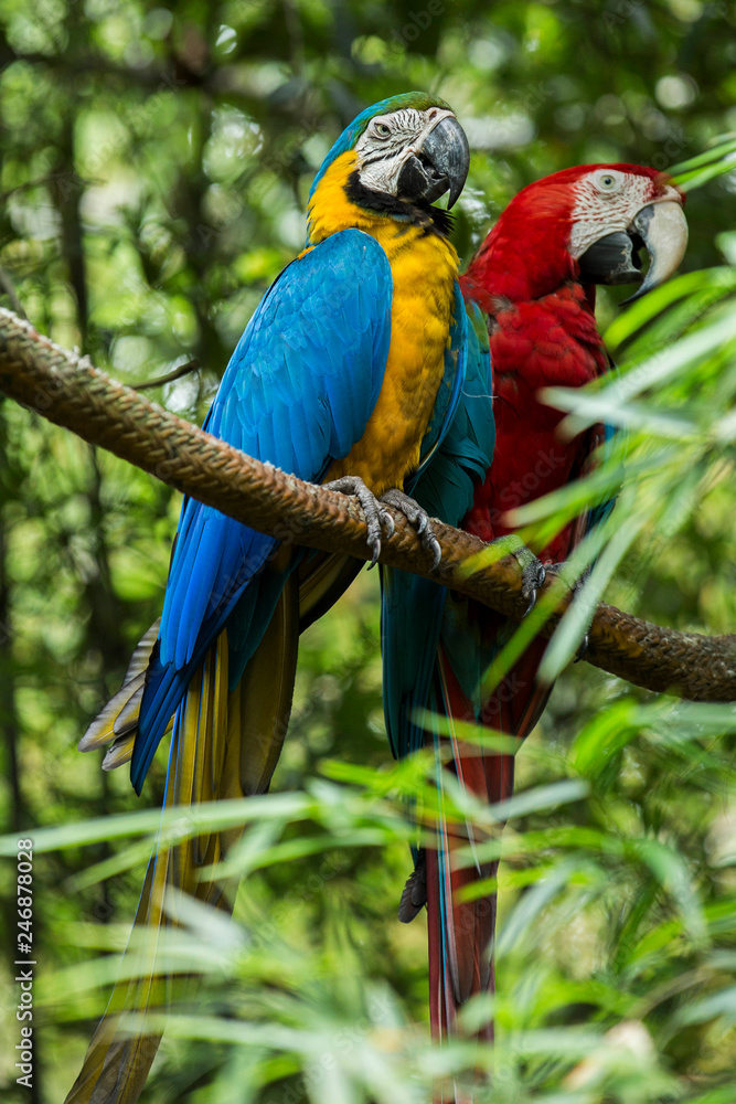 Parrots 