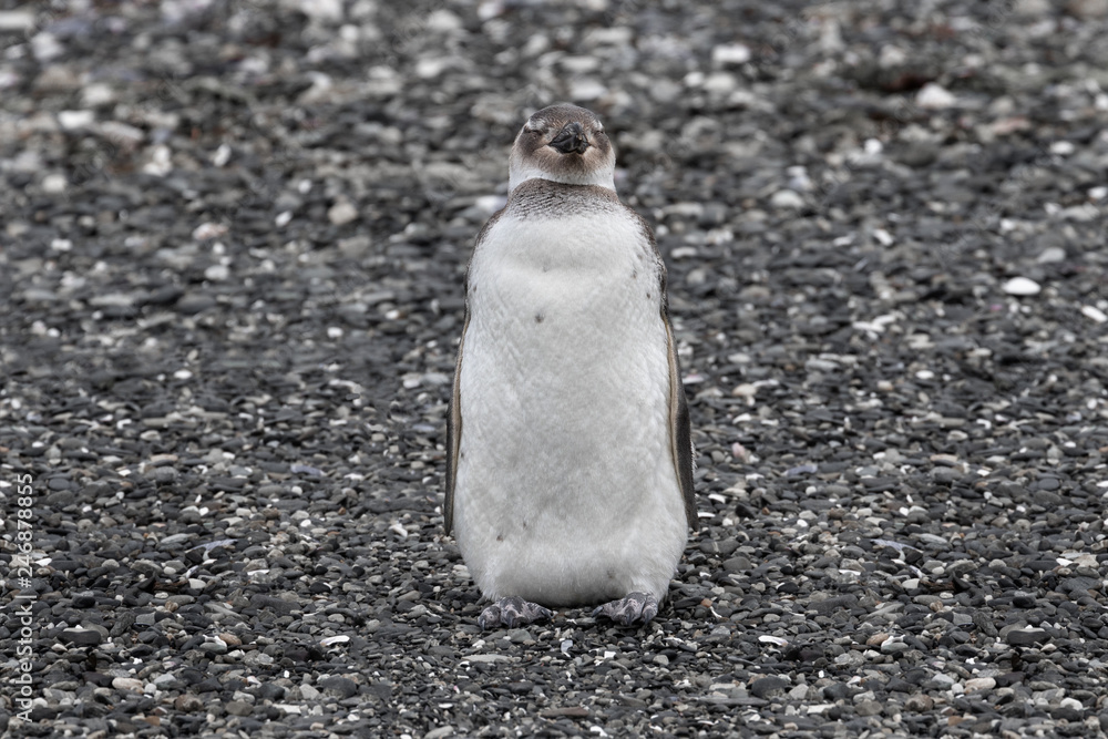 Penguins in Ushuaia Penguins in Ushuaia