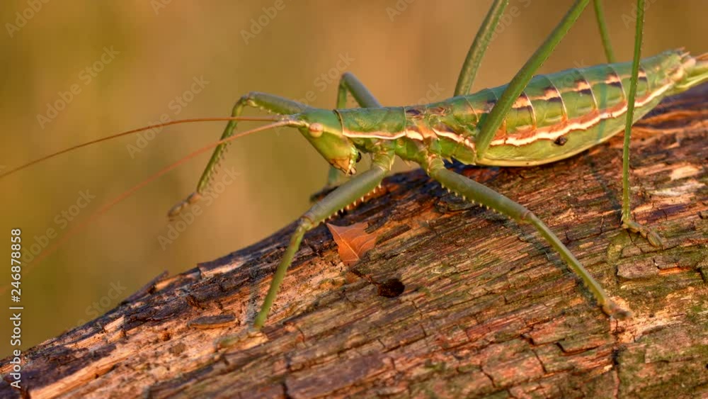 European predatory bush cricket 