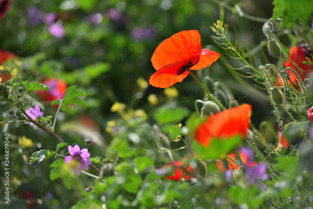 Fototapeta premium Field of blooming red poppies. Beautiful fields of red poppy. Red poppies in sunlight. Red poppies in grass.
