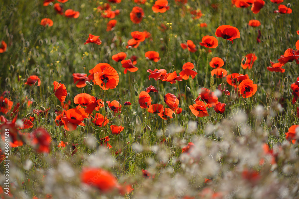 Obraz premium Field of blooming red poppies. Beautiful fields of red poppy. Red poppies in sunlight. Red poppies in grass.