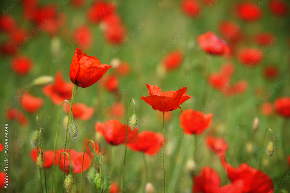 Field of blooming red poppies. Beautiful fields of red poppy. Red poppies in sunlight. Red poppies in grass. Field of blooming red poppies. Beautiful fields of red poppy. Red poppies in sunlight. Red poppies in grass.