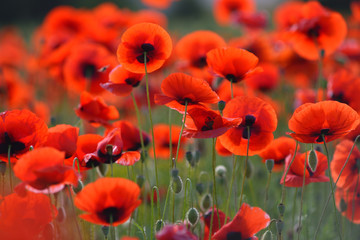 Gartenposter Blumen Feld von blühenden roten Mohnblumen. Schöne Felder mit rotem Mohn. Rote Mohnblumen im Sonnenlicht. Rote Mohnblumen im Gras.  © Anatoly Gordienko